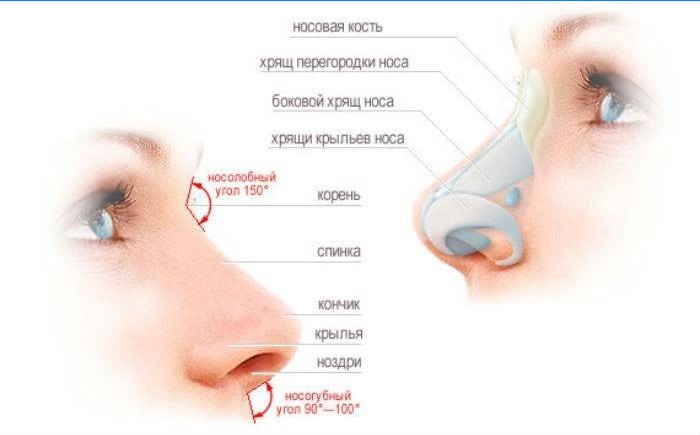 Nosies struktūra