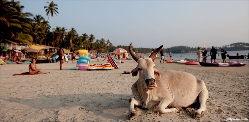karvė guli paplūdimyje Goa