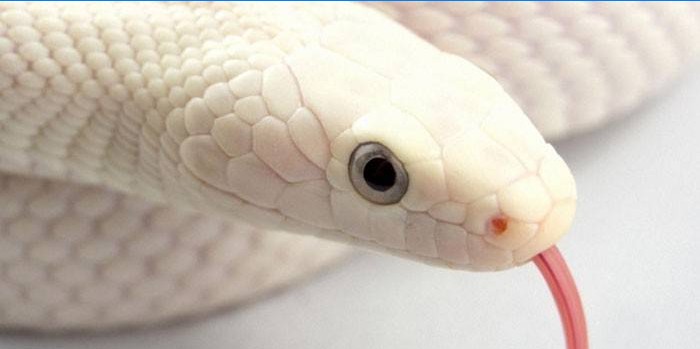 balta gyvatė
