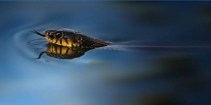 Gyvatė vandenyje