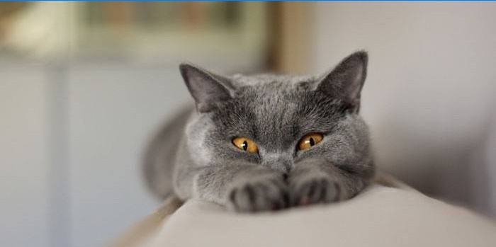 Pilkai mėlyna katė