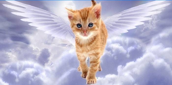 Angelo kačiukas danguje