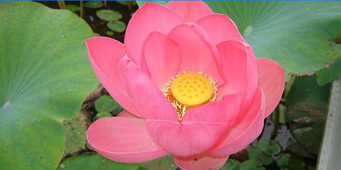 Tvenkinyje žydi riešutiniai lotosai