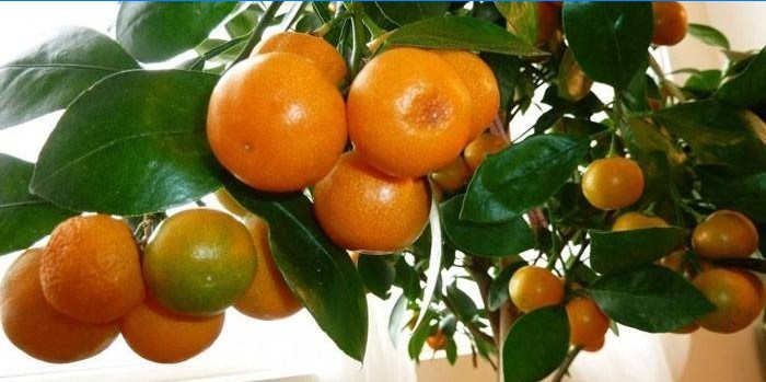 Mandarinų medis vazonėlyje