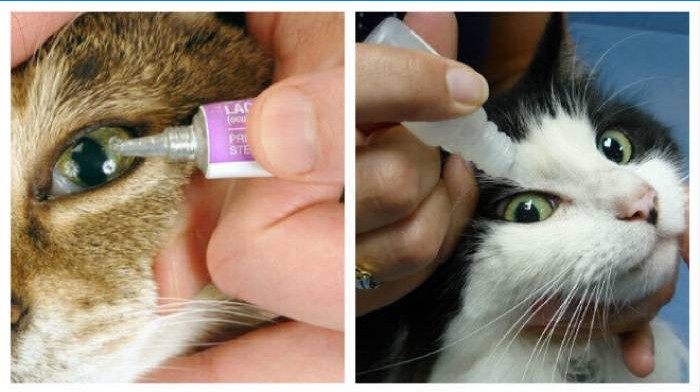 Gydymas kačių akių ašarojimui