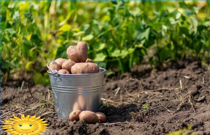 7 priežastys bulves sodinti svetainėje