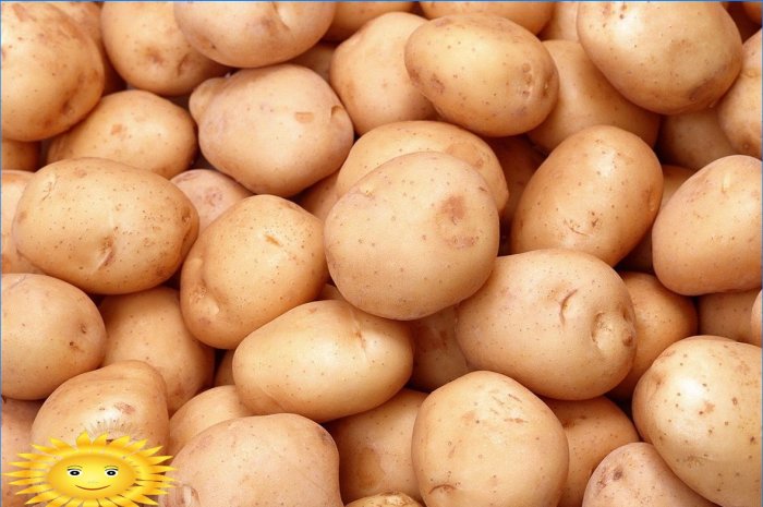 7 priežastys bulves sodinti svetainėje