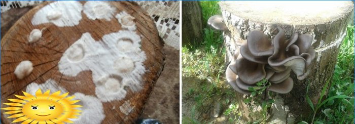 Pasodinkite austrių grybų grybą ant medžio kelmo