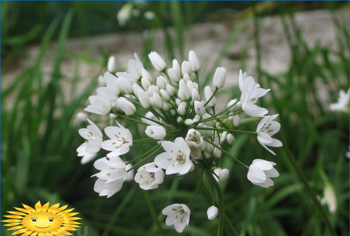 Dekoratyviniai neapolietiški svogūnai (Allium neapolitanum)