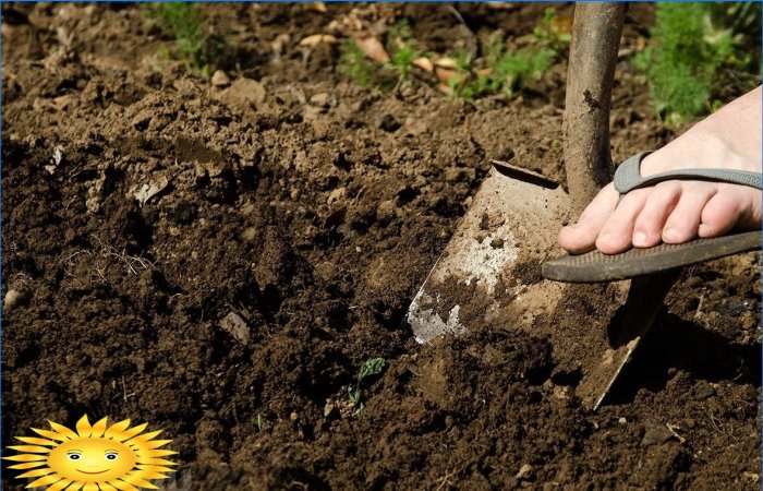 Ekologinis ūkininkavimas: sustabdykite dirvos smulkinimą kasdami ir ravėdami