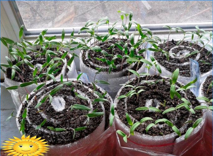 Kaip auginti sodinukus sraigėje ir sauskelnėje