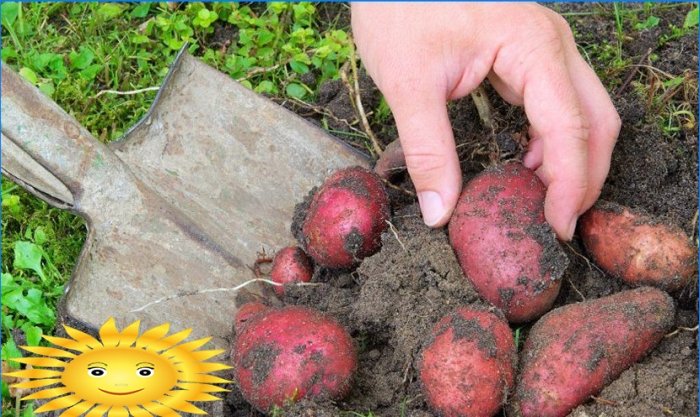 Kaip tinkamai paruošti bulves sodinimui