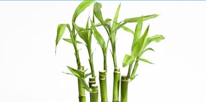 Bambuko augalas