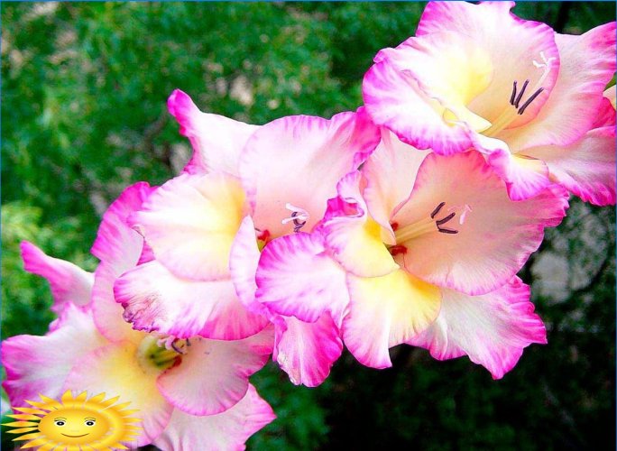 Gladioliai - gėlių karaliaus auginimo taisyklės