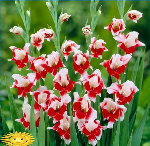 Gladioliai - gėlių karaliaus auginimo taisyklės