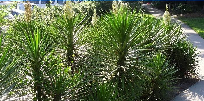 Yucca aloifolia kraštovaizdžio dizainas