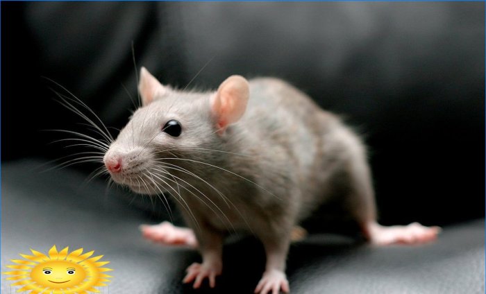 Kaip atsikratyti žiurkių ir pelių namuose su žolelėmis
