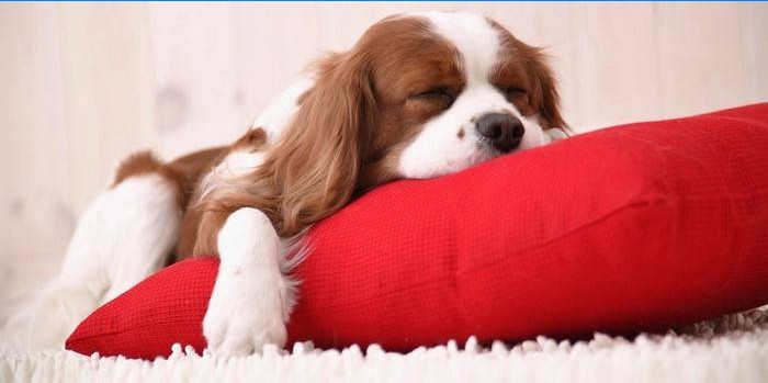 Šuniukas ant pagalvės