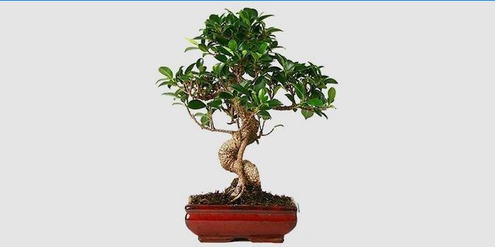 Vidinis „Ficus Bonsai“