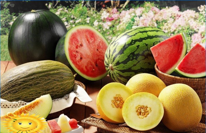 Melionai sklype: mes auginame melionus ir arbūzus