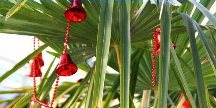 Kalėdų eglutės papuošimai ant palmių šakų