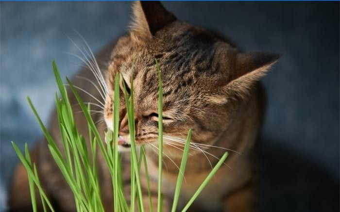 Katė valgo žolę