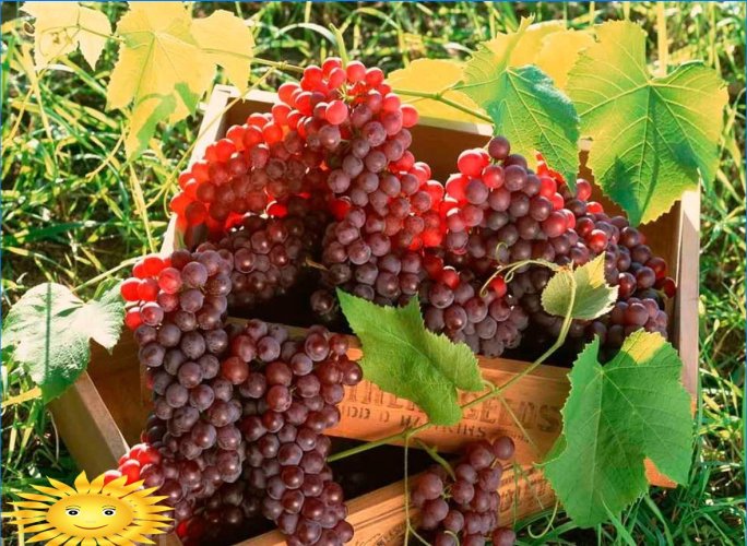 Vynuogių priežiūra: 12 mėnesių kalendorius