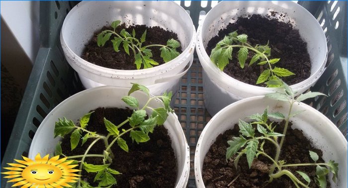 Pomidorų sodinukų auginimas pagal kinišką metodą