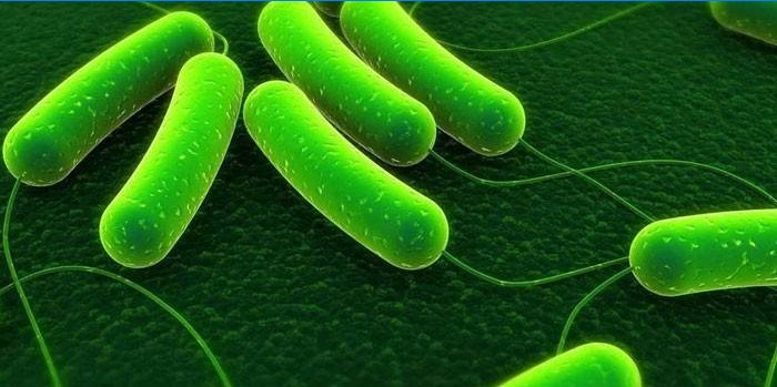 Azotobakterijų bakterijų daugėja