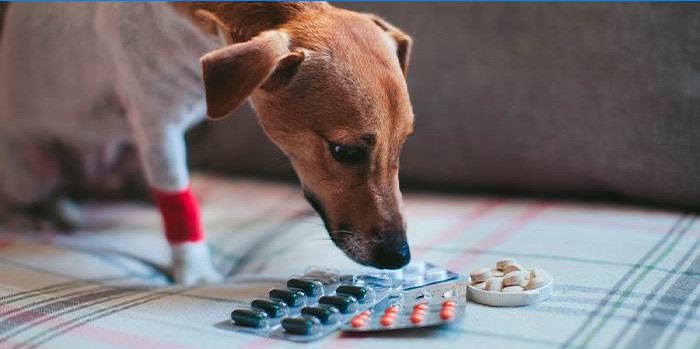 Šuo ir tabletės