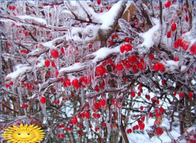 Augalai svetainės dekoravimui žiemą