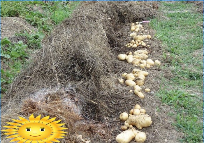 Bulvių sodinimas: bulvių sodinimas po šiaudais