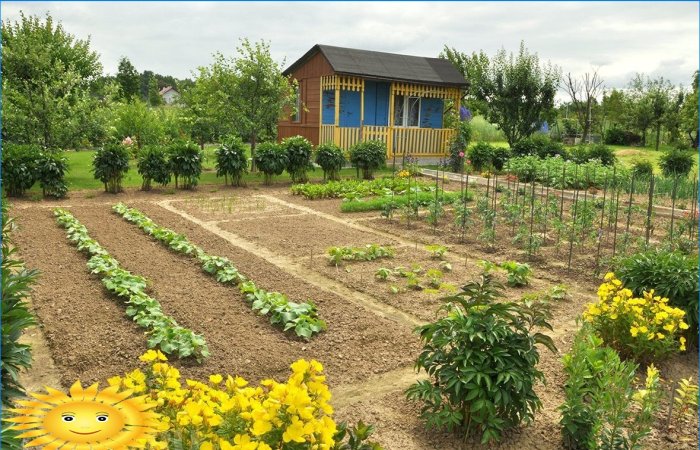 Sutvarkytas daržovių sodas