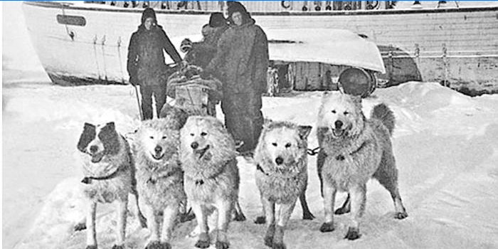 Amundseno Šiaurės ašigalio ekspedicija