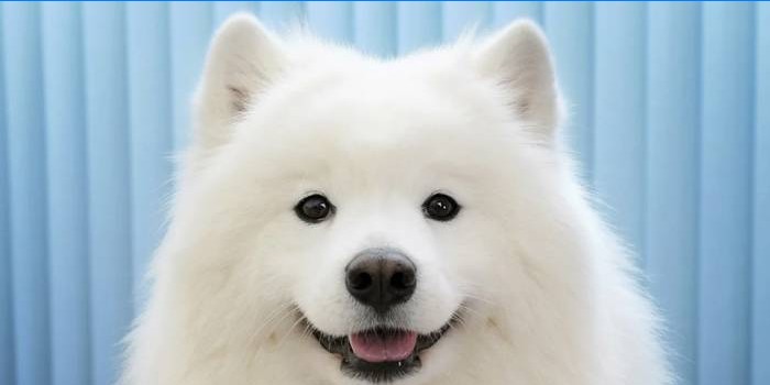 Šuo šypsosi
