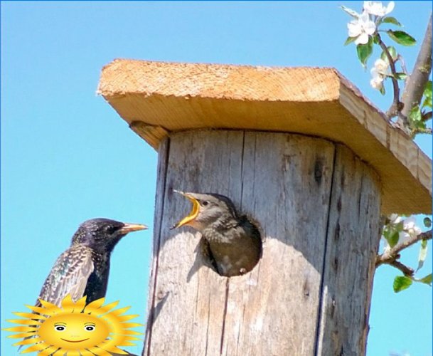 „Pasidaryk pats“ paukščių namelis: piešiniai ir nuotraukos