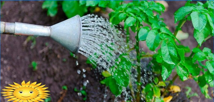 Sodo priežiūra: kaip išsaugoti pasėlius karštyje ir sausroje