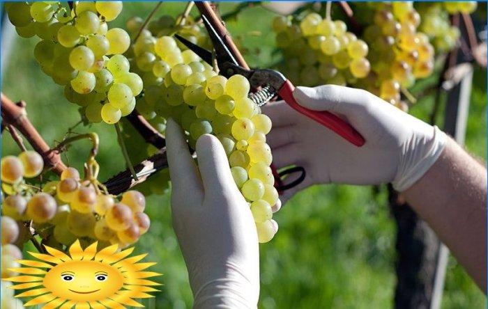 Vynuogės: sodinimas, priežiūra, genėjimas ir dauginimas