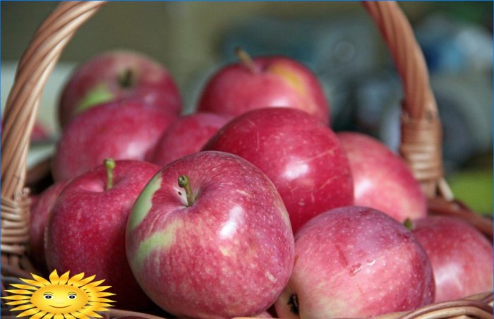 Obuoliai skiriasi: mes suprantame populiarias obelų veisles
