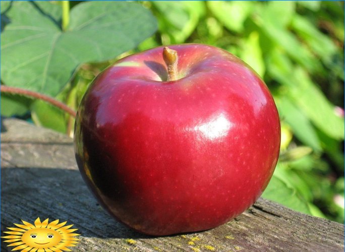 Obuoliai skiriasi: mes suprantame populiarias obelų veisles