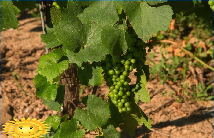 Protingas vynuogynas: kaip teisingai sodinti vynuoges