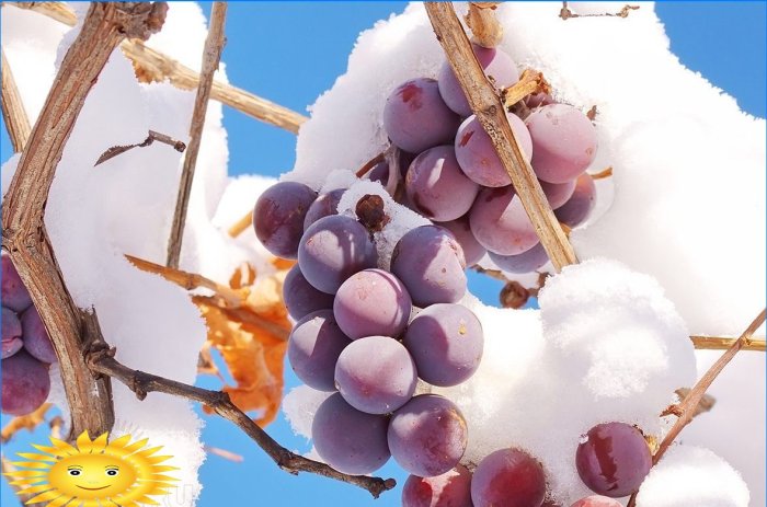 Kaip tinkamai paruošti vynuoges žiemai